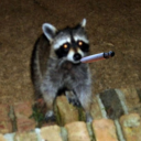 insert-memical-username avatar