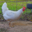 inspirationalchickens avatar