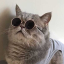 intenselyswoocing avatar