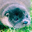 internationalottersurvivalfund avatar