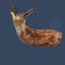 internetslug avatar