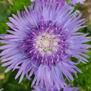 inthedarkdarkforrest avatar