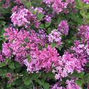 intoomanywords avatar