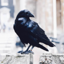 intrepidcrows avatar