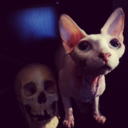 introvertalertt avatar