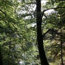 introvertedgirlsarentshy avatar