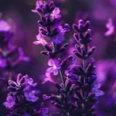 introvertsince2003 avatar