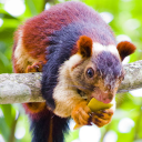 invinciblerodent avatar