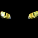 invisible-housecat avatar