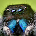 iodinethespider avatar