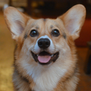 iothecorgi avatar