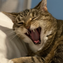 ipadbabybella avatar