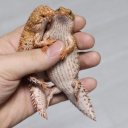 iplayzthegamez avatar