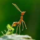 ireallyamnot-gay avatar