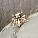 iridescentcrow avatar