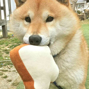 ironically-danlester avatar