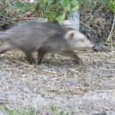 ironically-ginger avatar