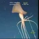 irradiatedeyes avatar