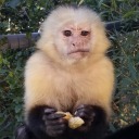 is-the-primate-vid-cute avatar