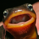 it-was-dead-when-i-found-it avatar