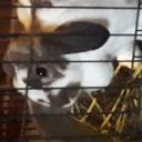 it-your-lusus-pickup-the-phone avatar