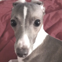 italiangayhound avatar