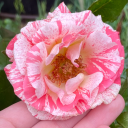 its-a-shiny-roselia avatar