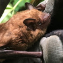 its-gremlin-time avatar