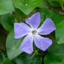 itsaperiwinkleworld avatar