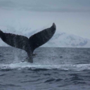 itsonlyanotherblog avatar