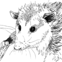 itsopossum avatar