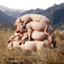 itty-bitty-piggy-blog avatar