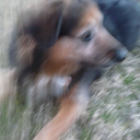 iwannabeadogwhenigrowup avatar