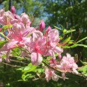 iwillhowlforyou avatar