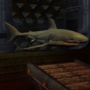 jackthesilentgentlemenshark avatar