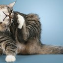 jacquelinebray avatar