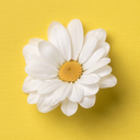 jadedsunshine avatar