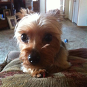 jamaicanpirate avatar