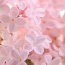 jasmineandstars avatar