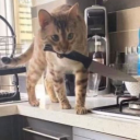 jason-todds-coffin avatar