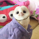 jaybirdmorgan avatar