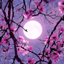 jekyllandjackal avatar