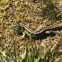 jellified-oak avatar