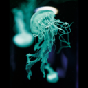 jellyfishandaesthetics avatar