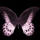 jellyfishjunkie avatar