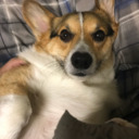 jenks-the-corgi avatar