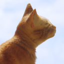 jet-kitty avatar