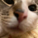 jimbothetrashman avatar