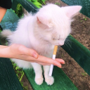 joanbaezunderstander avatar