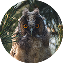 joeswildlifephotos avatar